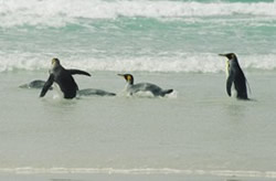 King penguins appreciating their natural environment, Volunteer Point, Falklands King penguins appreciating their natural environment, Volunteer Point, Falklands